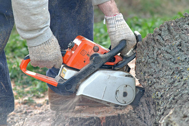 Best Leaf Removal  in Naples Manor, FL